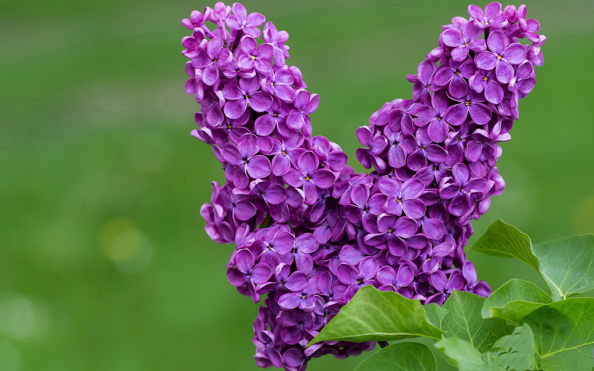 乌拉圭女篮在南美锦标赛中夺冠，体育影响力持续扩大，乌拉圭篮球赛