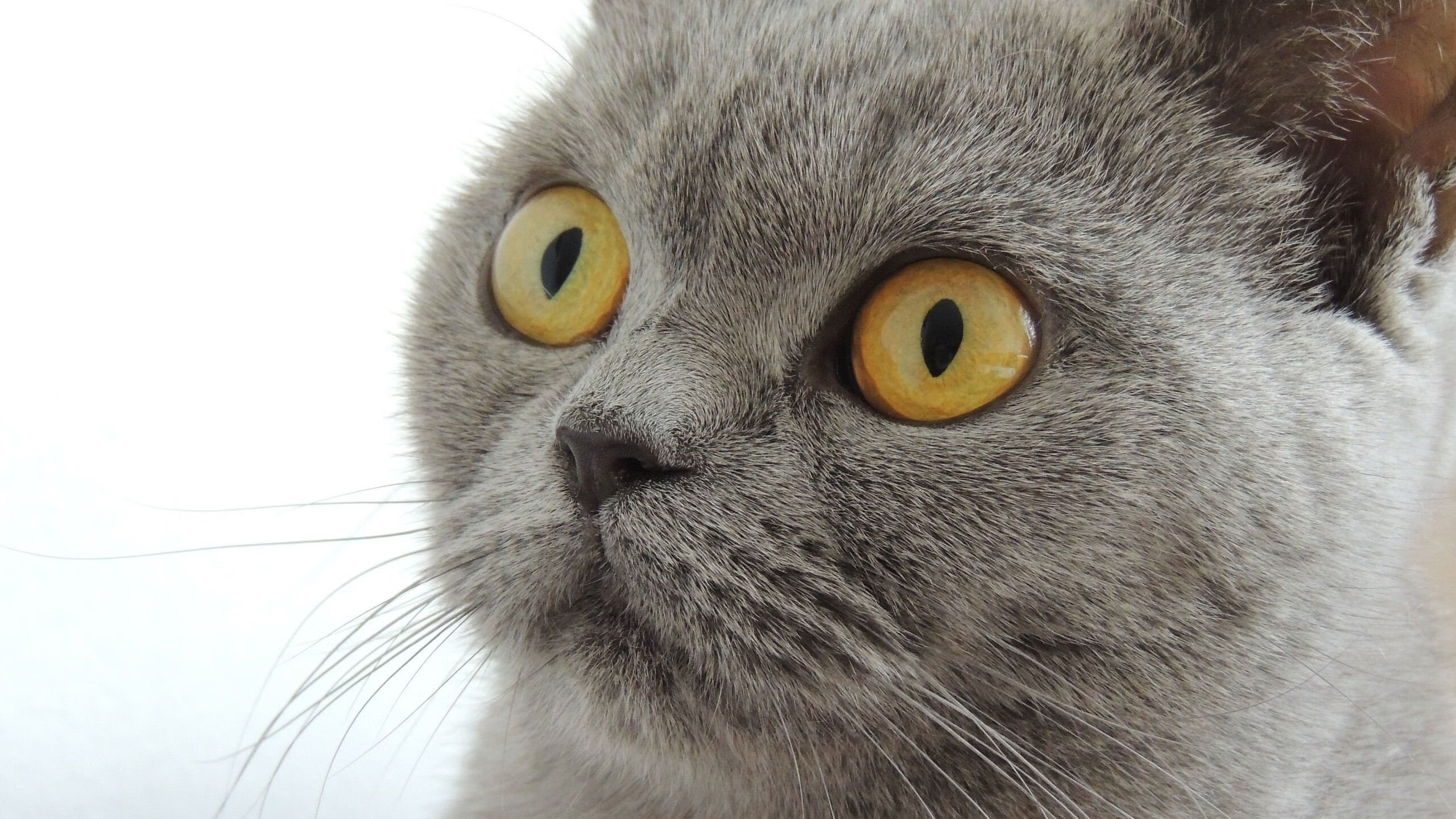 乌拉圭女篮在南美锦标赛中夺冠，体育影响力持续扩大，乌拉圭篮球赛