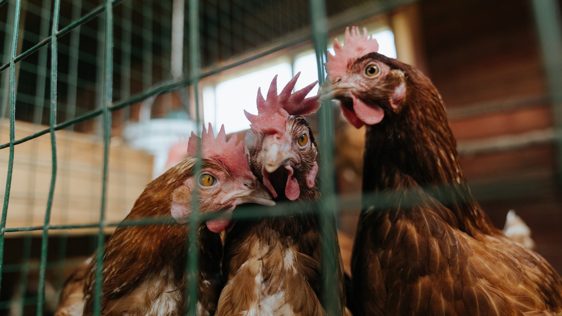 快船替补席贡献火力主教练称其是隐形力量,快船最强替补