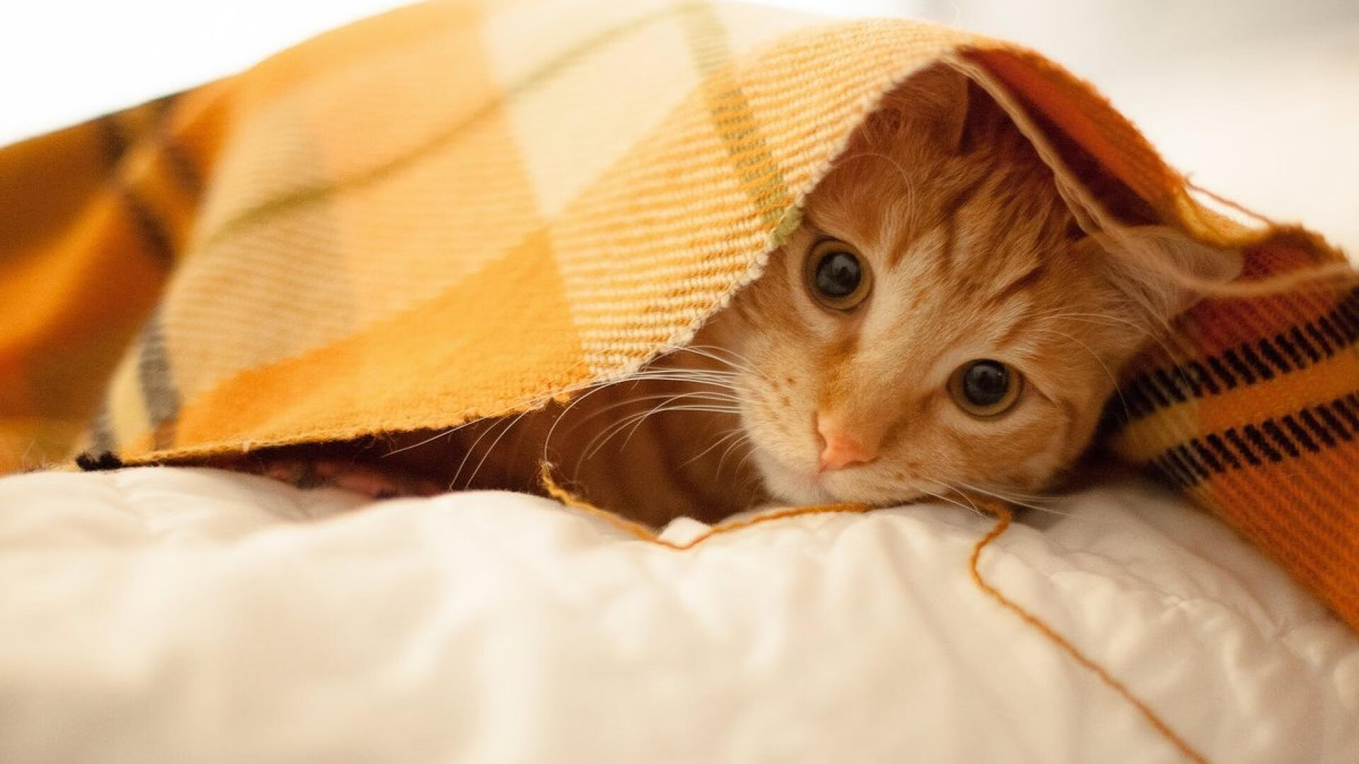 意甲场上奇迹:连续进球成就传奇,意甲连胜纪录