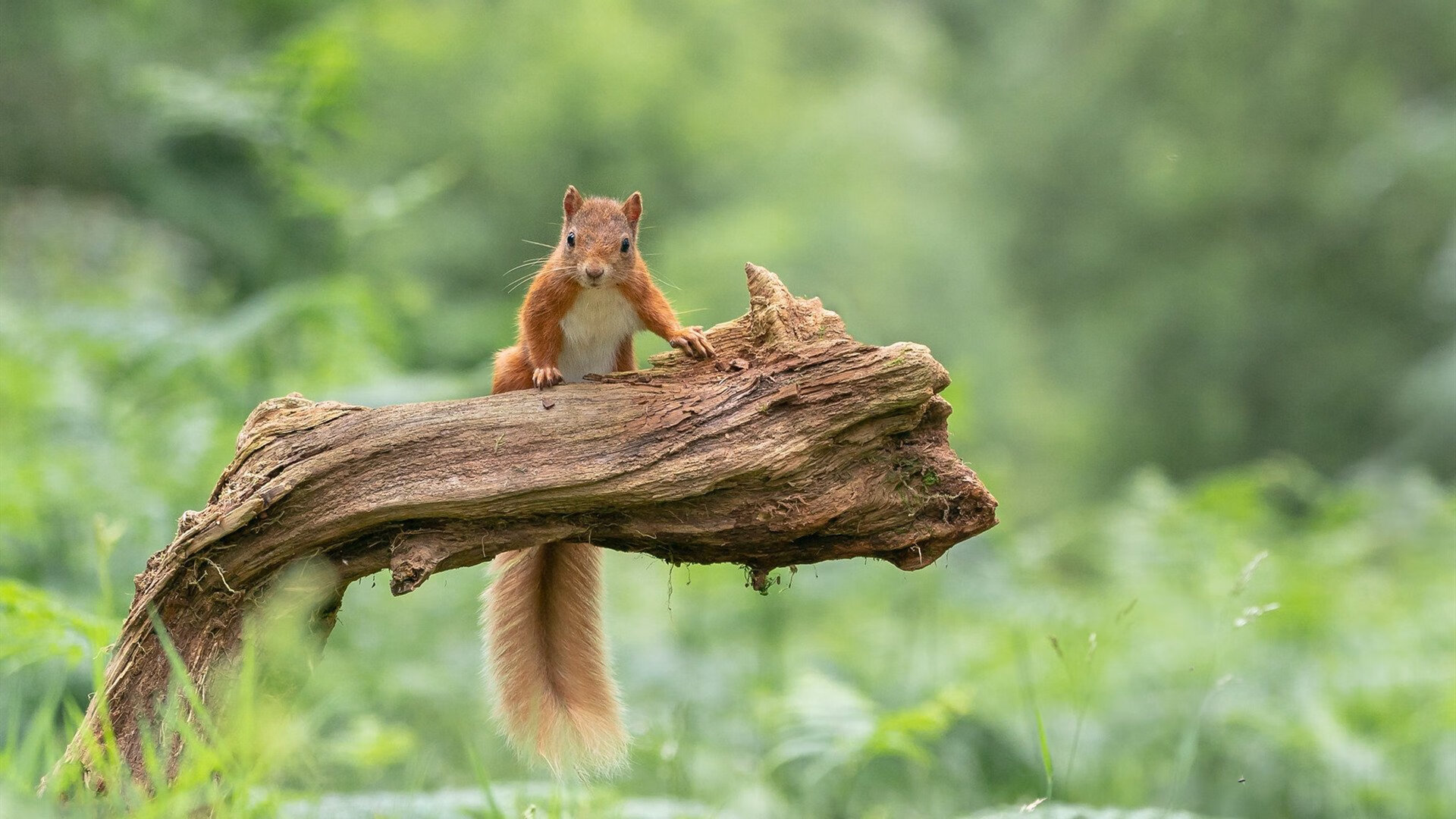 新兴足球国家在国际赛场崭露头角,格局逐步变化,新兴足球运动员