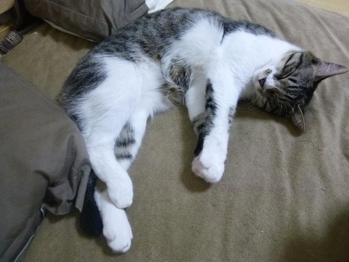 爱游戏平台-欧洲杯决赛现场：战术、激情、荣耀的交汇，欧洲杯决赛低调