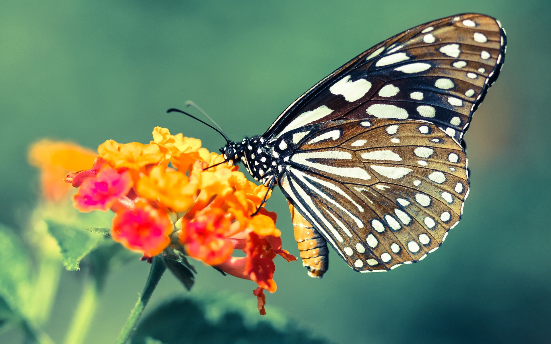 西甲战火纷飞:攻守博弈,精彩不断!,西甲战果